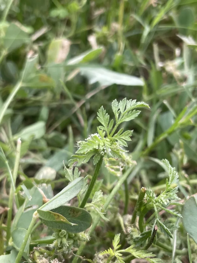 Torilis nodosa
