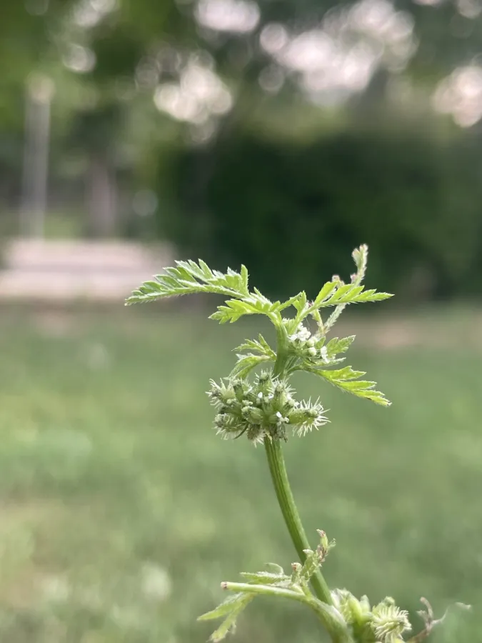 Torilis nodosa