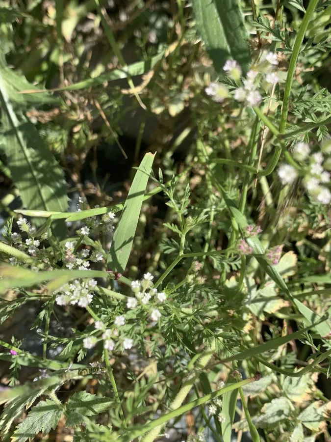 Torilis tenella