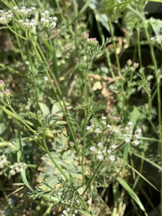 Torilis tenella