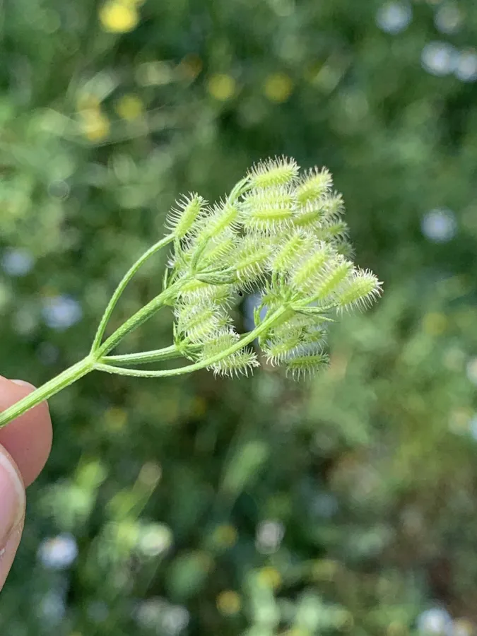Torilis tenella
