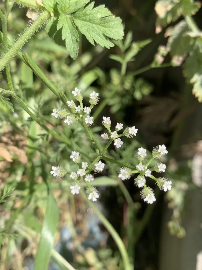 Torilis tenella