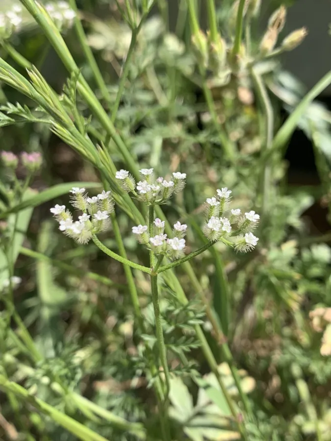 Torilis tenella