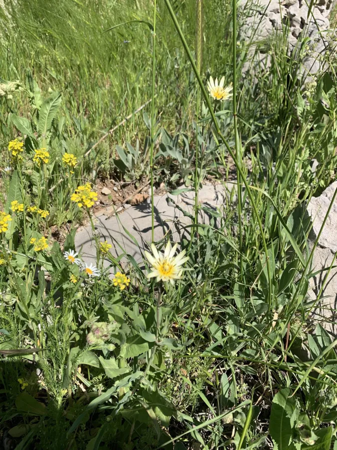 Tragopogon buphthalmoides