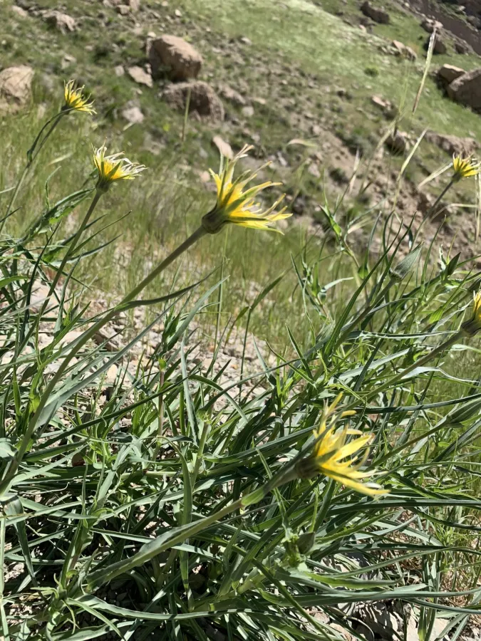 Tragopogon buphthalmoides