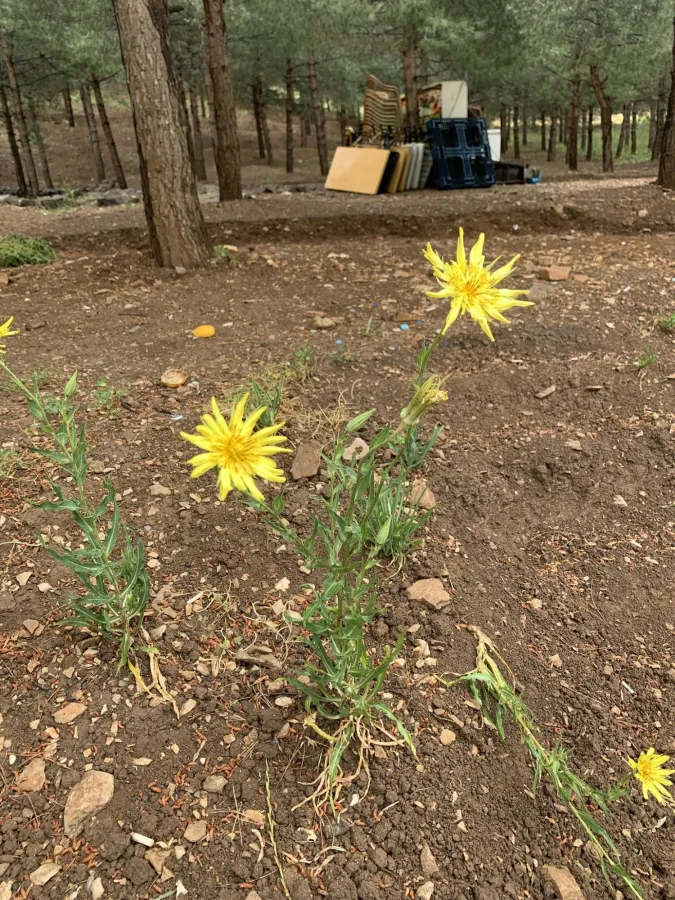 Tragopogon buphthalmoides