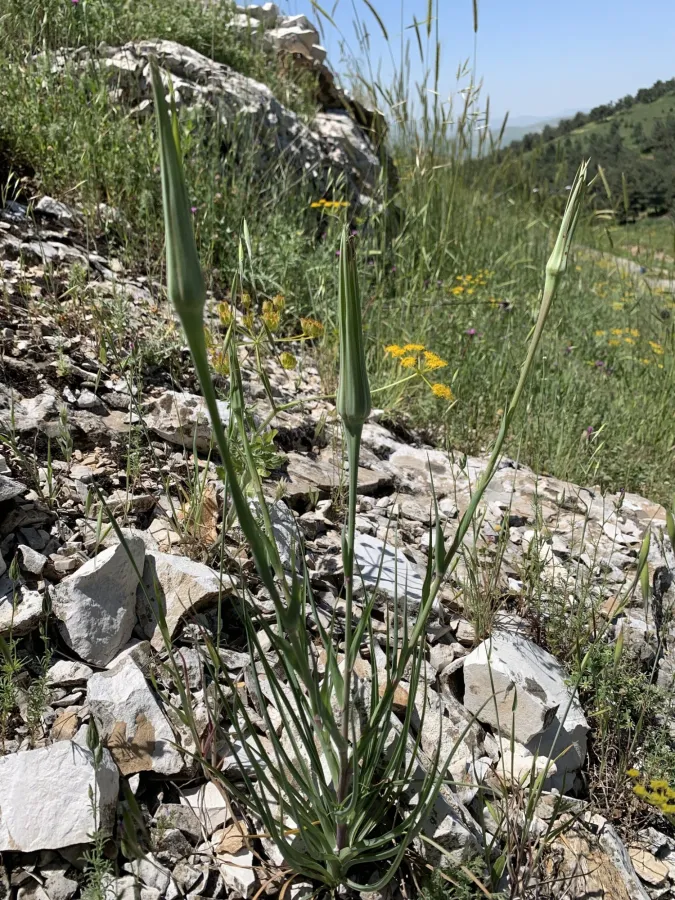 Tragopogon coelesyriacus