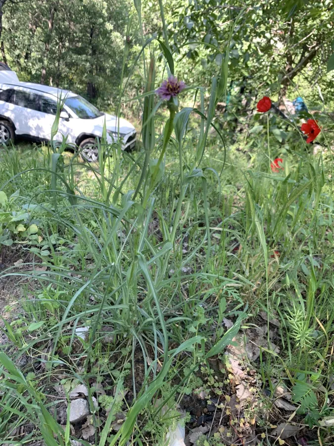 Tragopogon coelesyriacus