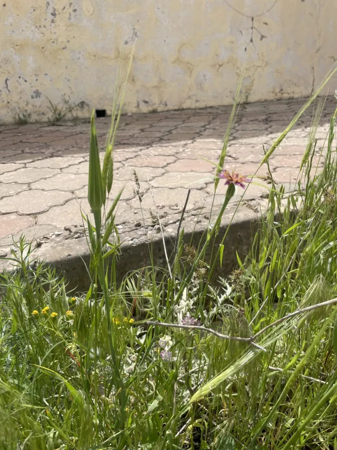 Tragopogon coelesyriacus