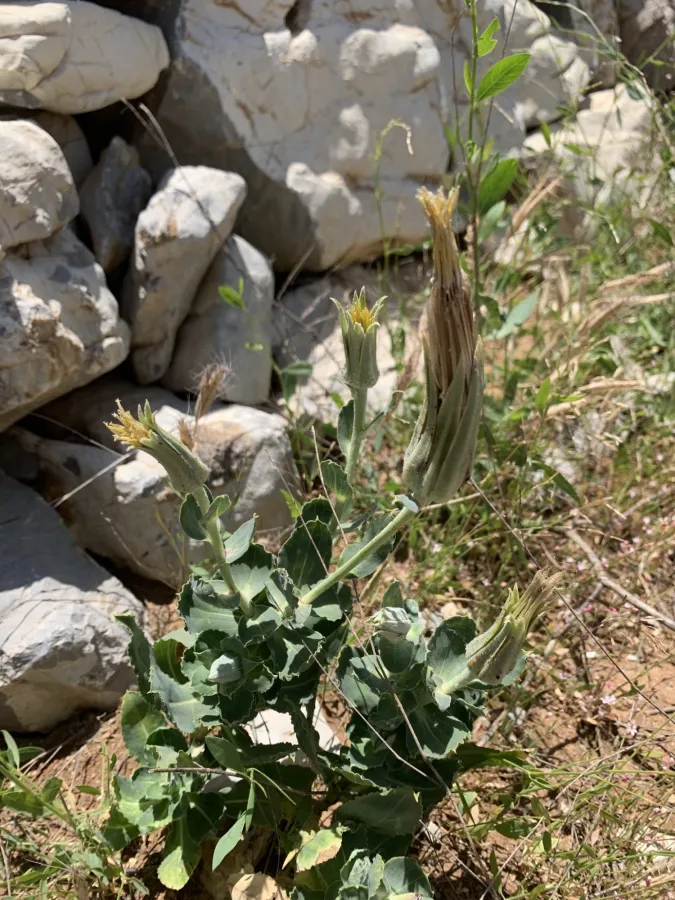 Tragopogon latifolius