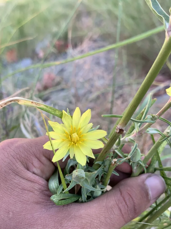 Tragopogon rechingeri