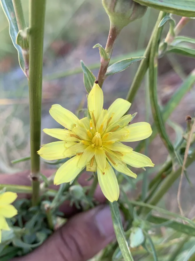 Tragopogon rechingeri