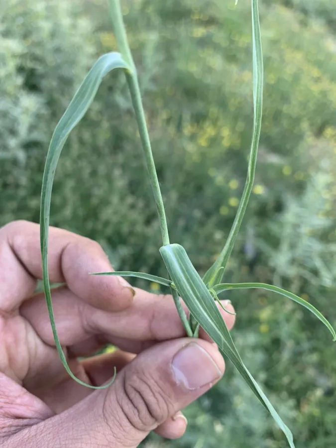 Tragopogon reticulatus