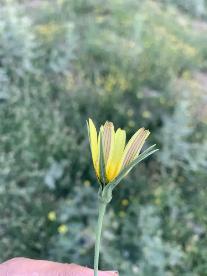Tragopogon reticulatus