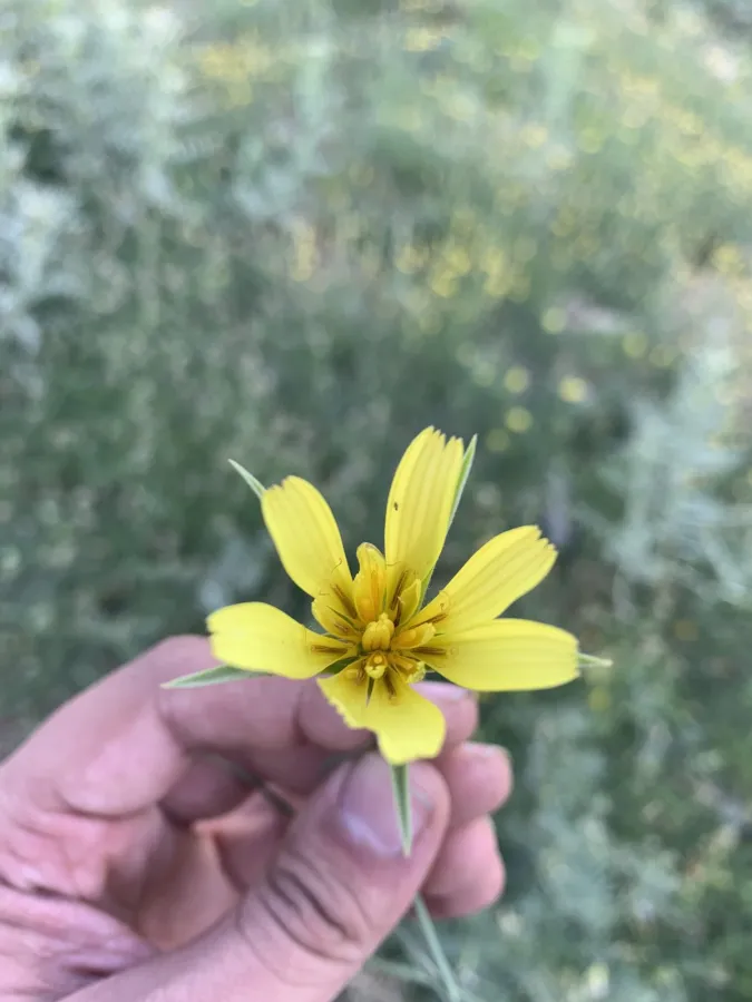 Tragopogon reticulatus
