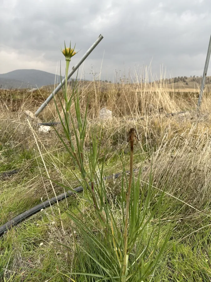 Tragopogon vaginatus