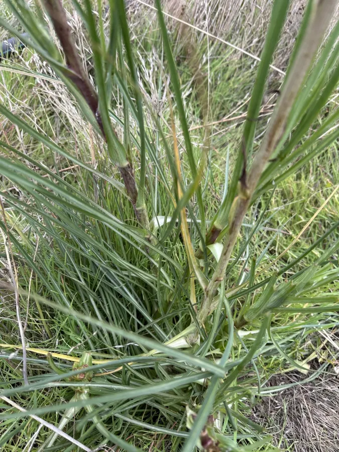 Tragopogon vaginatus