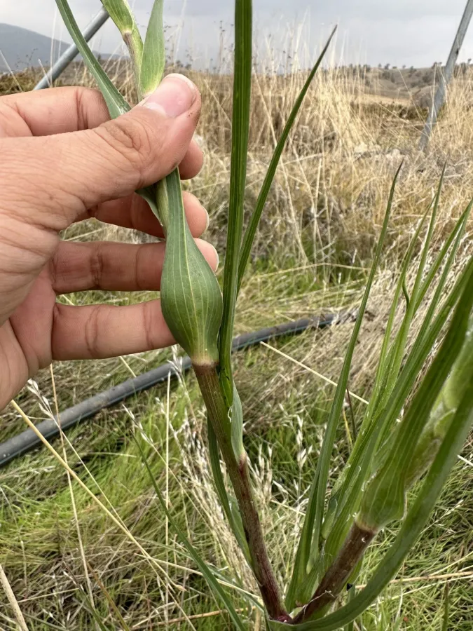 Tragopogon vaginatus