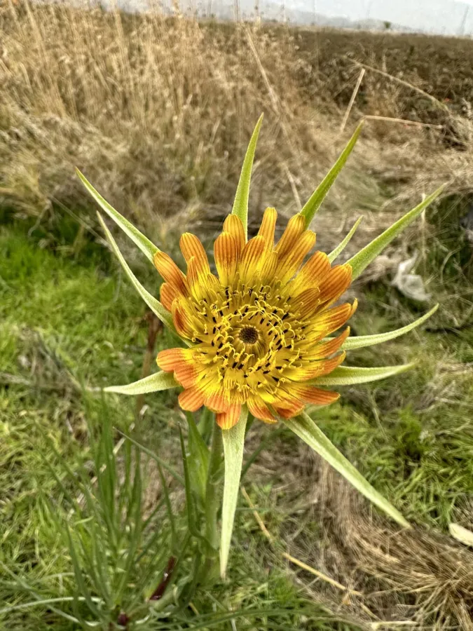 Tragopogon vaginatus