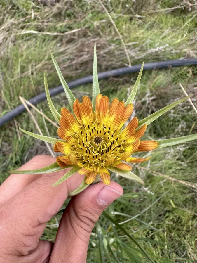 Tragopogon vaginatus