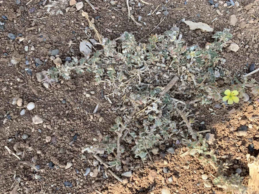 Tribulus terrestris