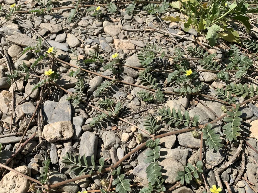 Tribulus terrestris