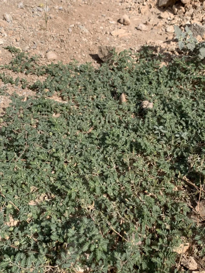 Tribulus terrestris