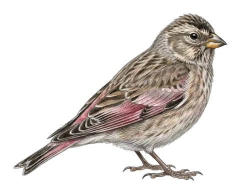 Eurasian Crimson-winged Finch