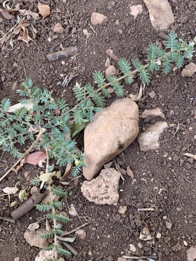 Tribulus terrestris