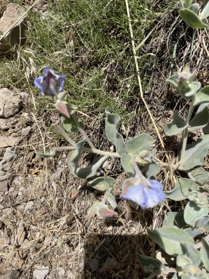 Trichodesma incanum