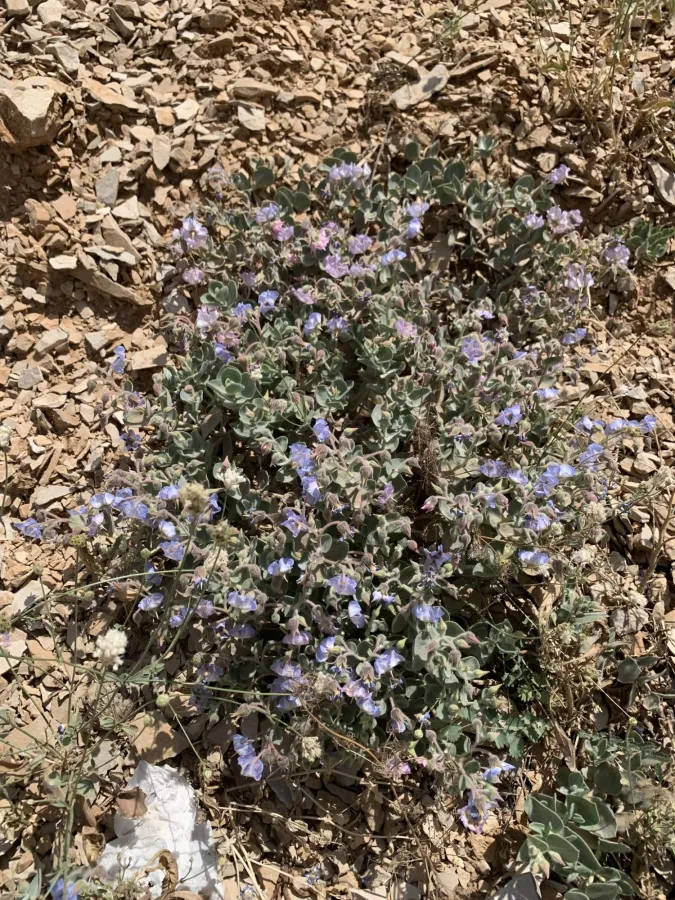 Trichodesma incanum