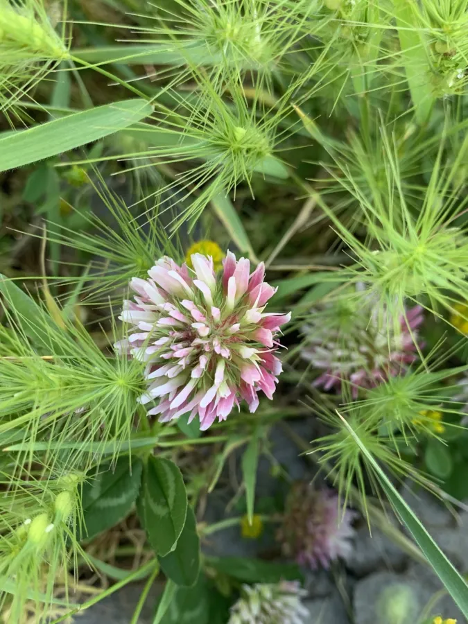 Trifolium ambiguum