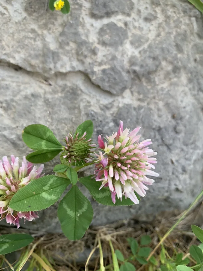 Trifolium ambiguum