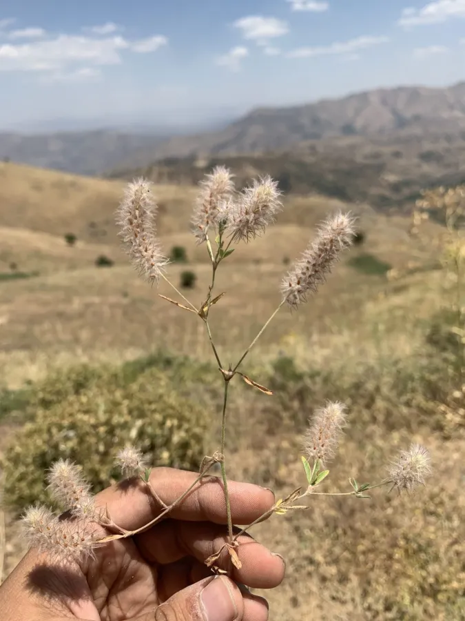 Trifolium arvense