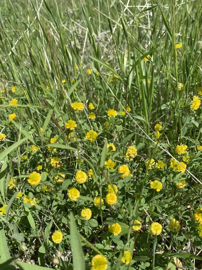 Trifolium campestre