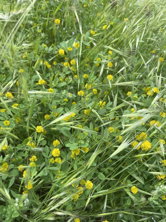 Trifolium campestre