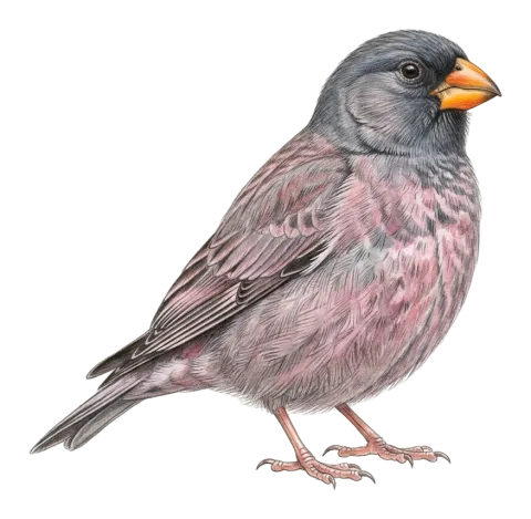 Trumpeter Finch