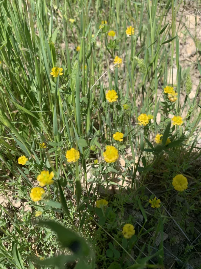 Trifolium campestre