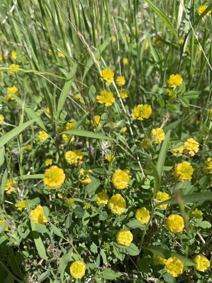 Trifolium campestre