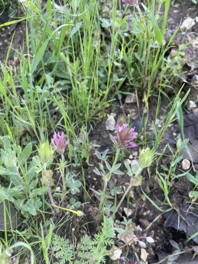 Trifolium dasyurum