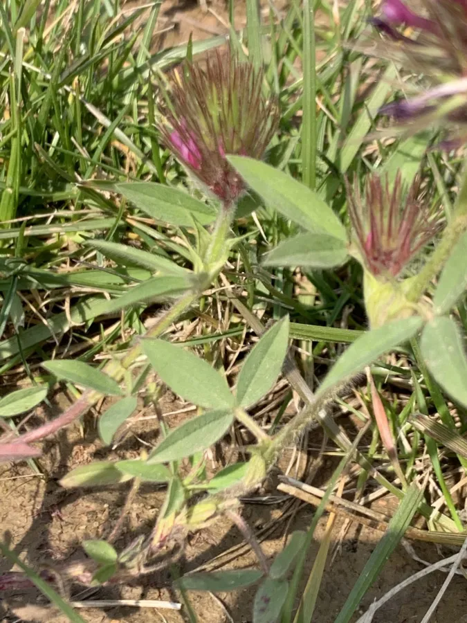 Trifolium dasyurum