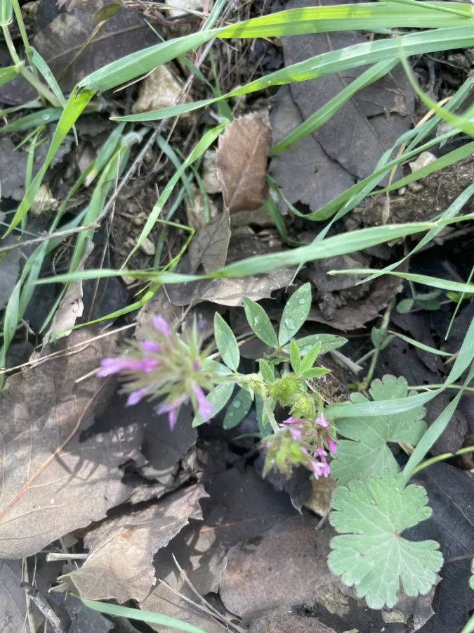 Trifolium dasyurum