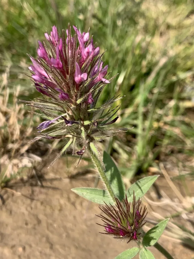 Trifolium dasyurum