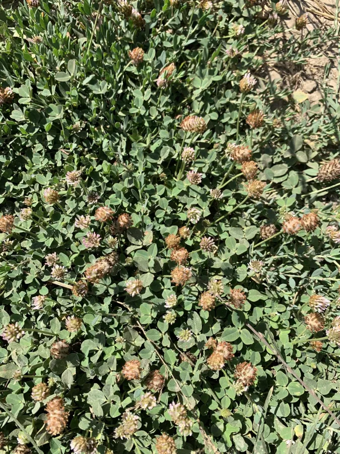 Trifolium fragiferum