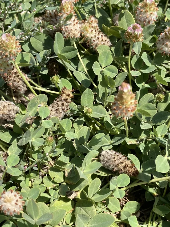 Trifolium fragiferum