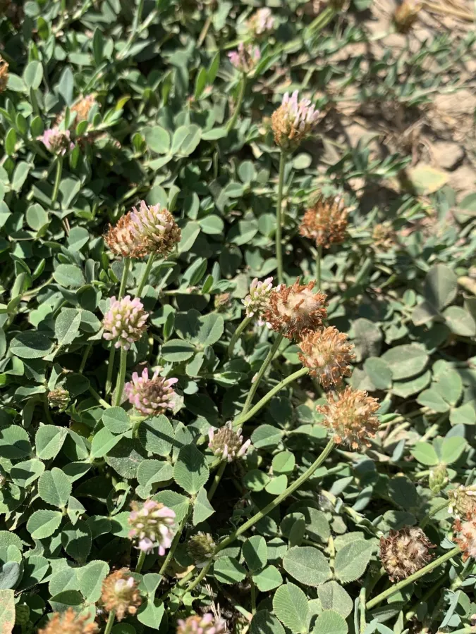 Trifolium fragiferum