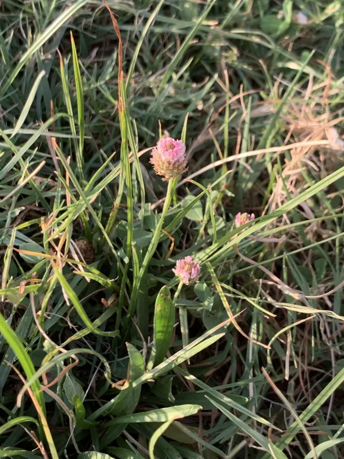 Trifolium fragiferum