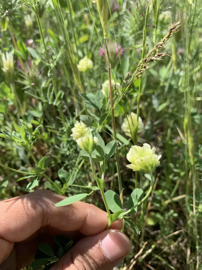Trifolium grandiflorum