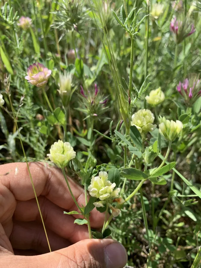 Trifolium grandiflorum