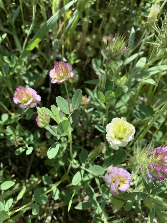 Trifolium grandiflorum